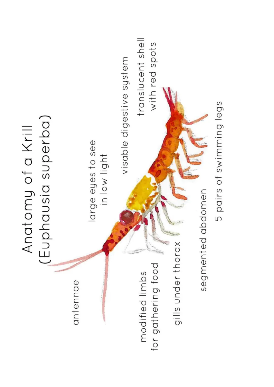 Krill anatomy (Euphausia superba) watercolor diagram labeling antennae, eyes, gills, swimming legs and segmented abdomen