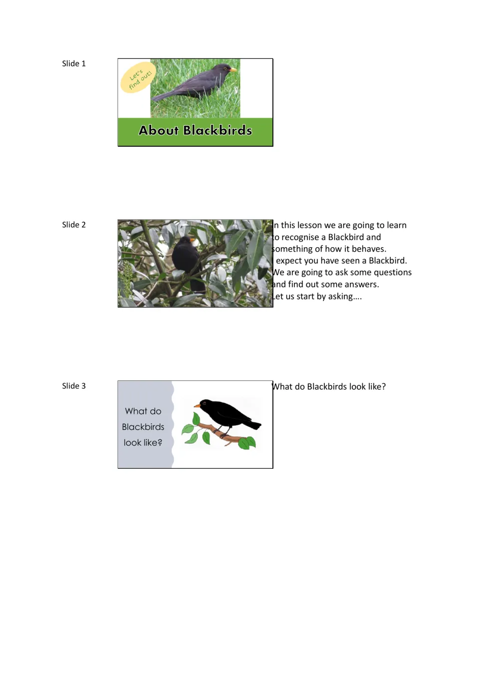 Blackbird lesson slides 1–3 introduce the bird, the lesson's questions, and what blackbirds look like.