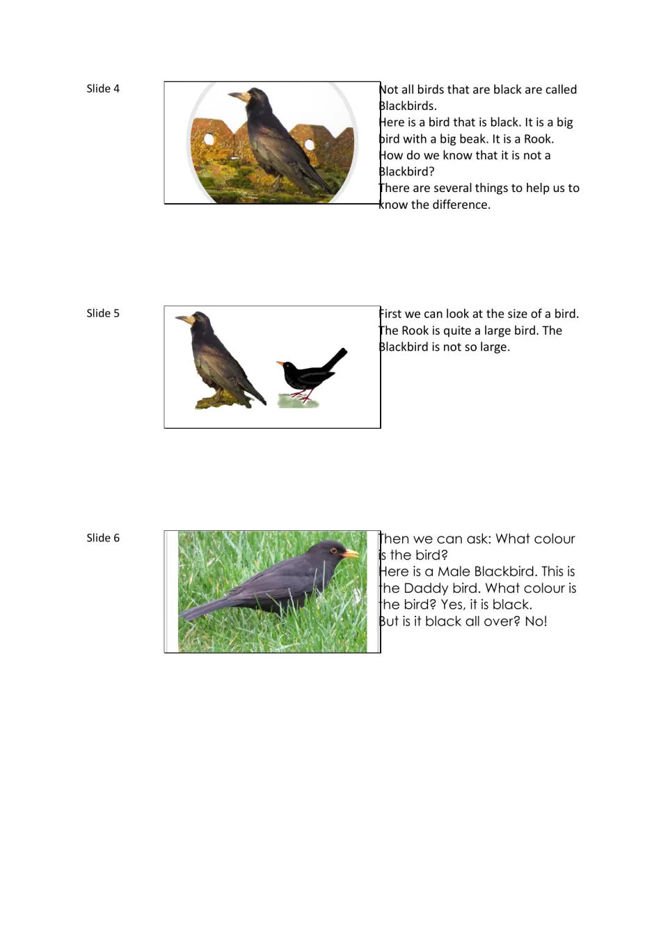 Blackbird lesson slides 4–6 compare a rook's size with a blackbird's and introduce the male bird's color.