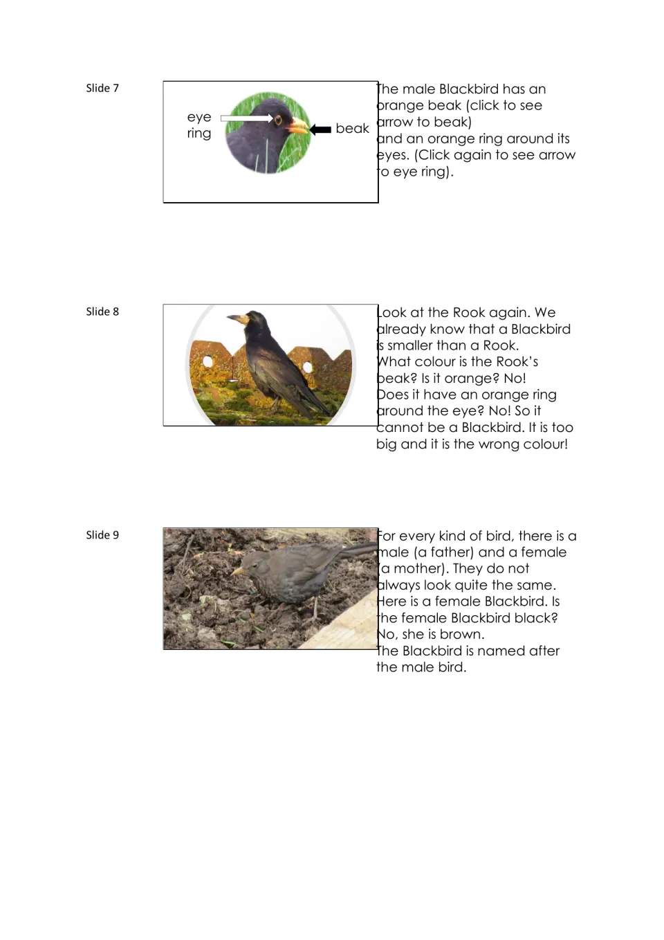 Blackbird lesson slides 7–9 label the male's orange beak and eye ring, compare a rook, and show a brown female.