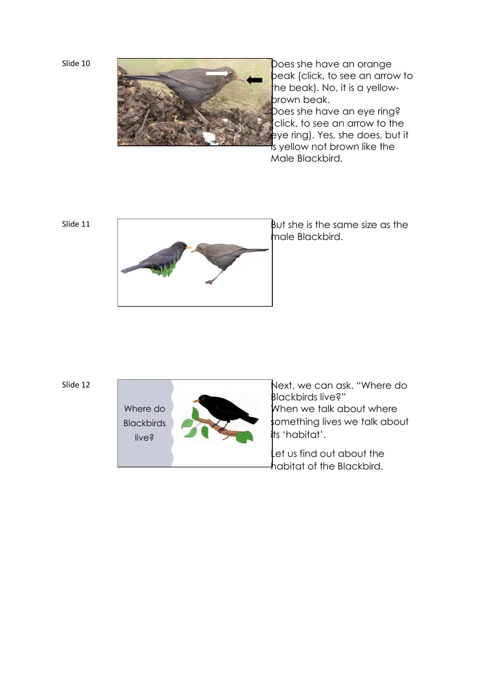 Blackbird lesson slides 10–12 examine the female's beak and eye ring, compare bird sizes, and define habitat.