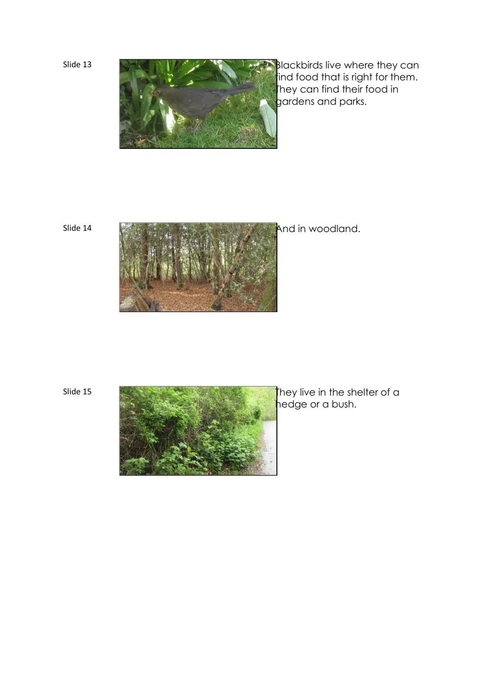Blackbird lesson slides 13–15 show gardens, parks, and woodland as habitats, with hedges or bushes for shelter.