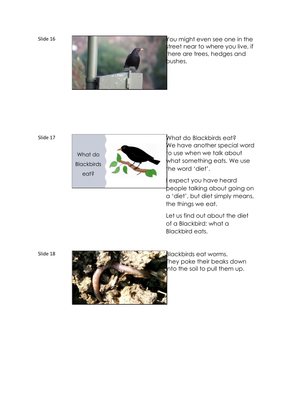 Blackbird lesson slides 16–18 describe sightings near homes, define diet, and explain pulling worms from soil.