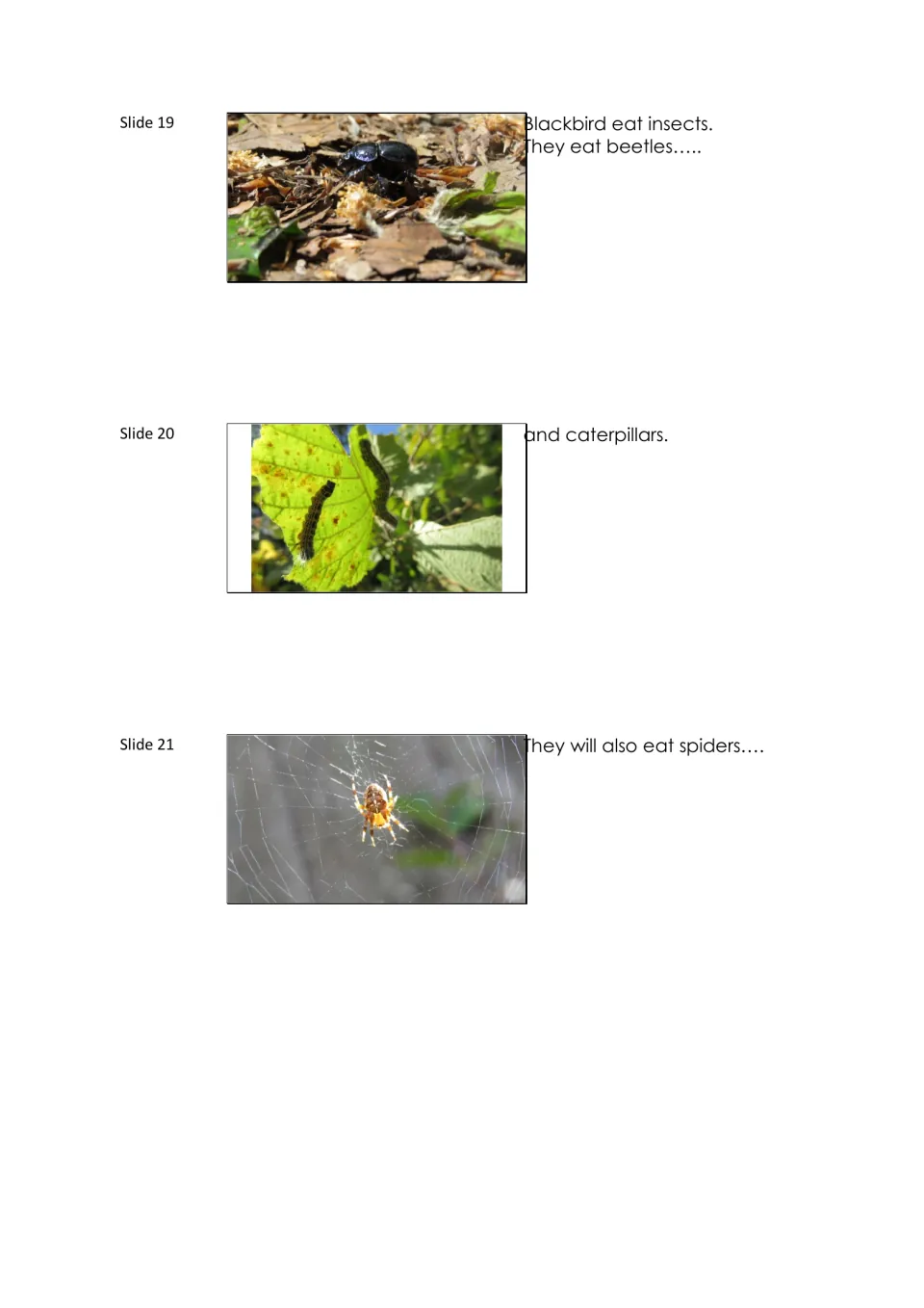 Blackbird lesson slides 19–21 identify beetles, caterpillars, and spiders as foods, with a photo of each.