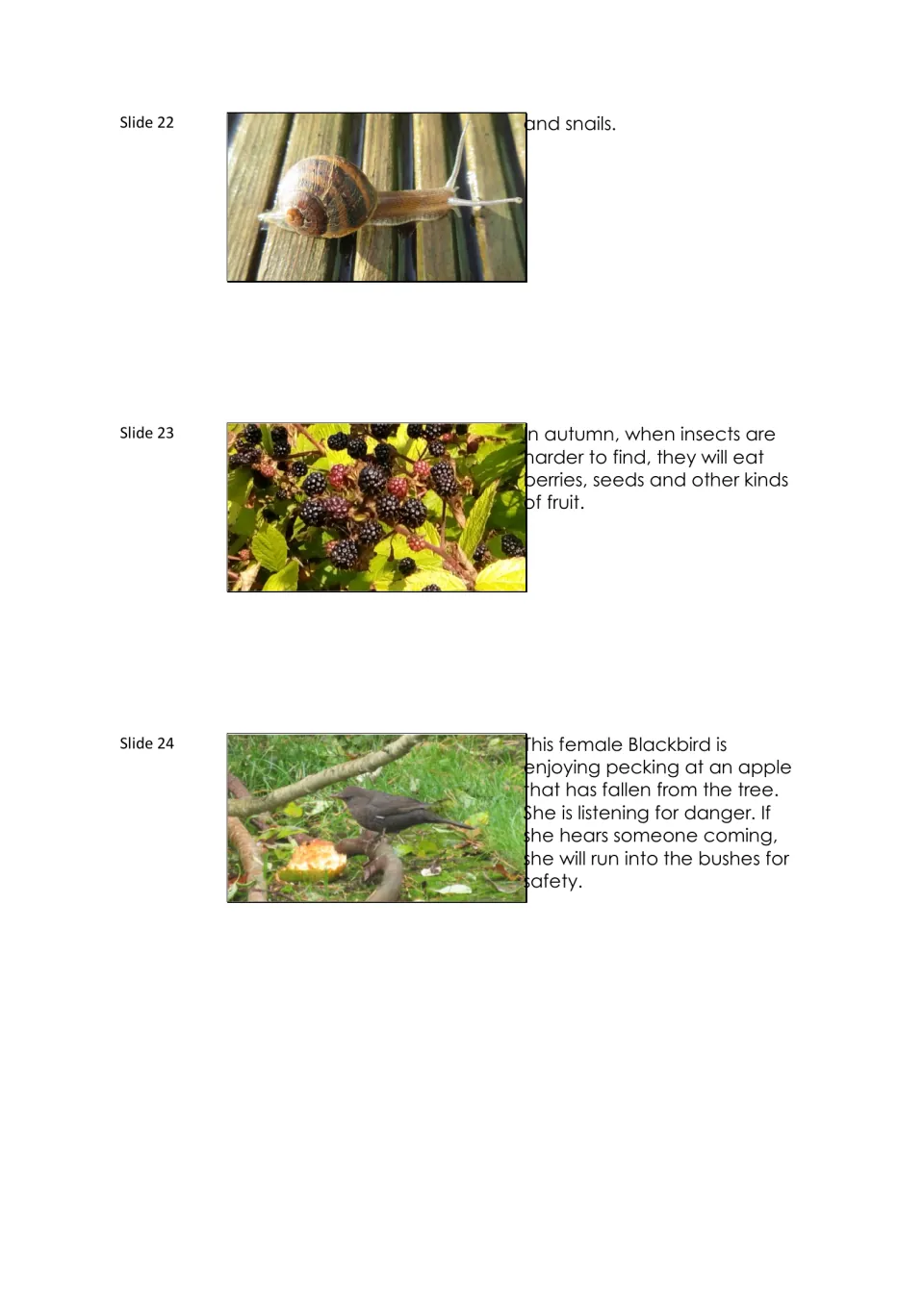 Blackbird lesson slides 22–24 cover snails, autumn berries and seeds, and a female eating a fallen apple.