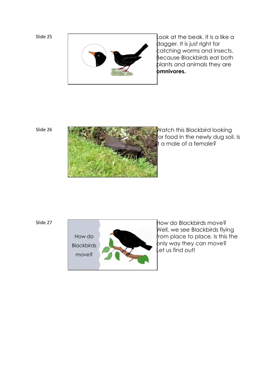 Blackbird lesson slides 25–27 connect beak shape to feeding, define omnivores, and introduce movement.