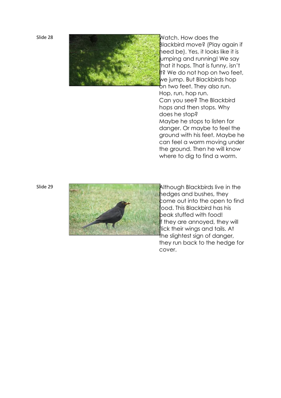 Blackbird lesson slides 28–29 describe hopping, running, pauses while feeding, and retreating to hedge cover.