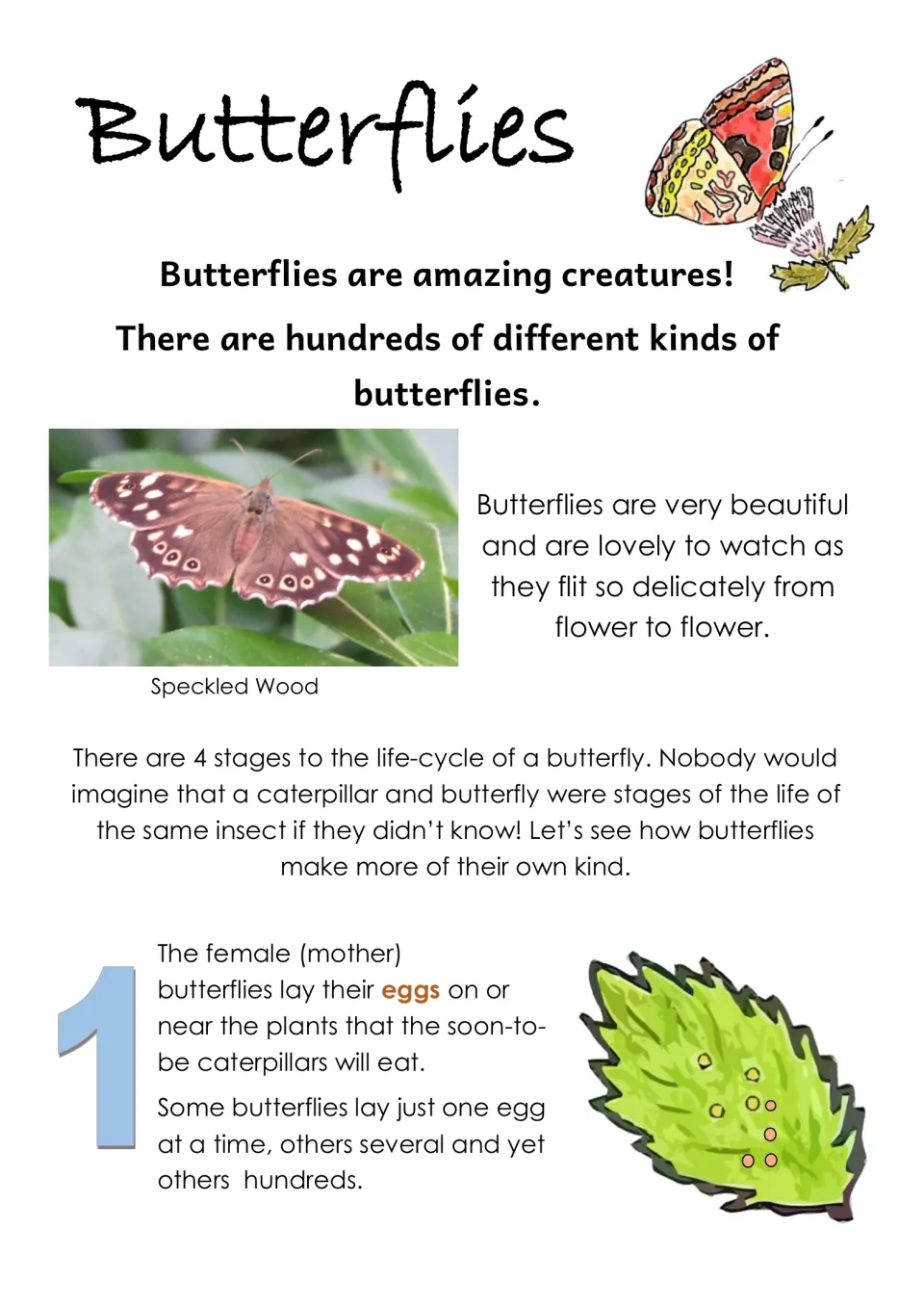 Butterflies fact page: 4 life-cycle stages intro, a Speckled Wood photo and stage 1, females laying eggs on food plants