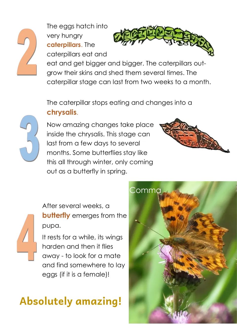 Life-cycle stages 2 to 4: caterpillars eat and shed skins, change into a chrysalis, then a Comma butterfly emerges