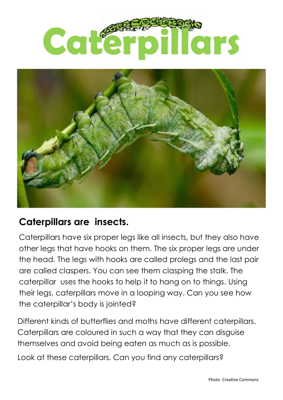 Caterpillars are insects: a caterpillar grips a stalk in a photo; text on six legs, prolegs, claspers and camouflage