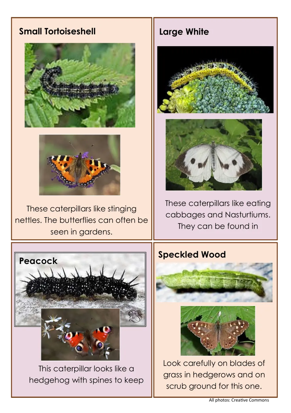Butterfly ID: caterpillar and adult photos of Small Tortoiseshell, Large White, Peacock and Speckled Wood to match