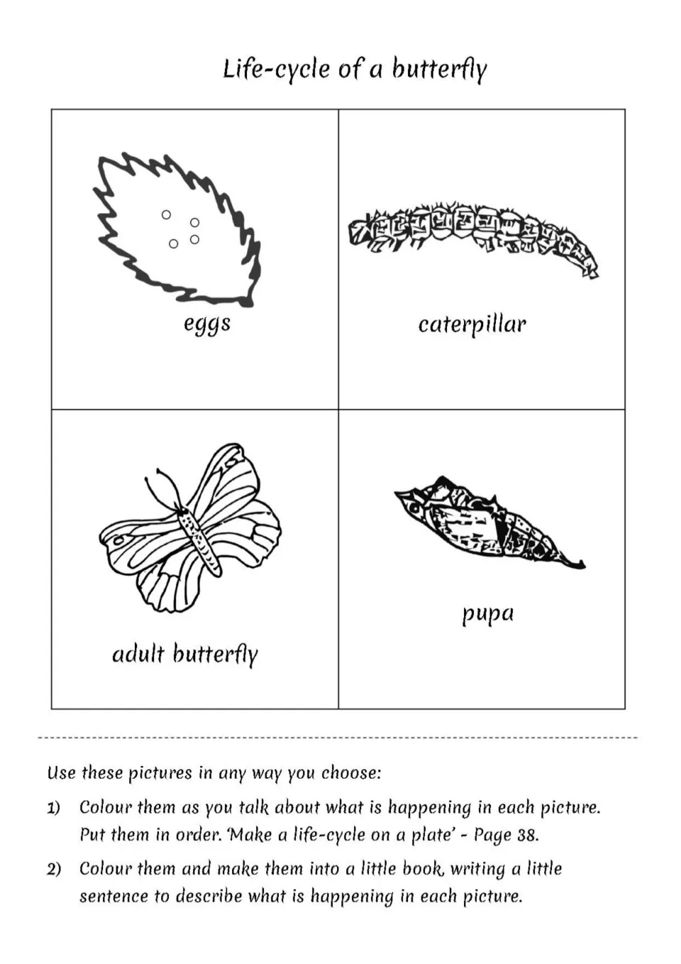 Life-cycle of a butterfly: eggs, caterpillar, pupa and adult butterfly pictures to colour and put in sequence