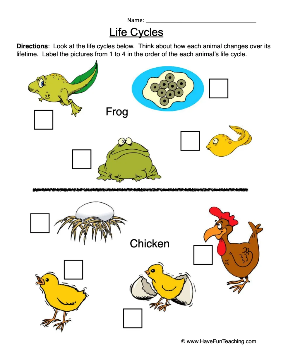 Life cycle worksheet: number frog eggs, tadpole, froglet and adult, plus four chicken stages, from 1 to 4.