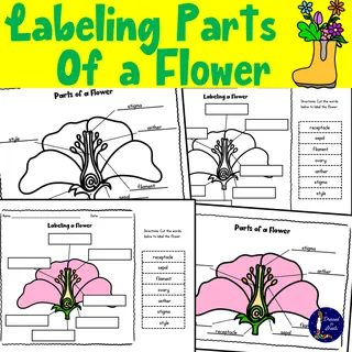 Labeling Parts of a Flower – cover
