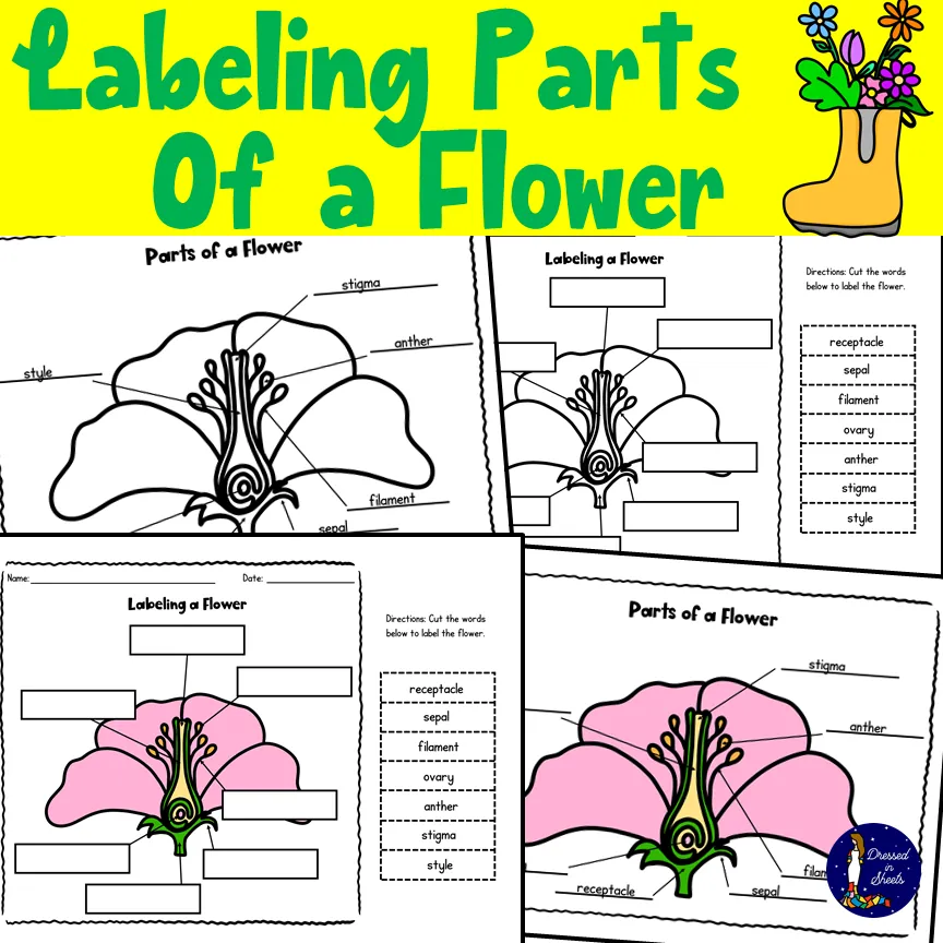 Labeling Parts of a Flower – cover