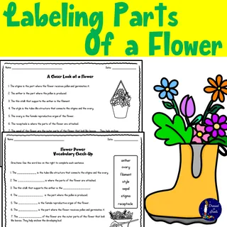 Labeling Parts of a Flower – sample page 2