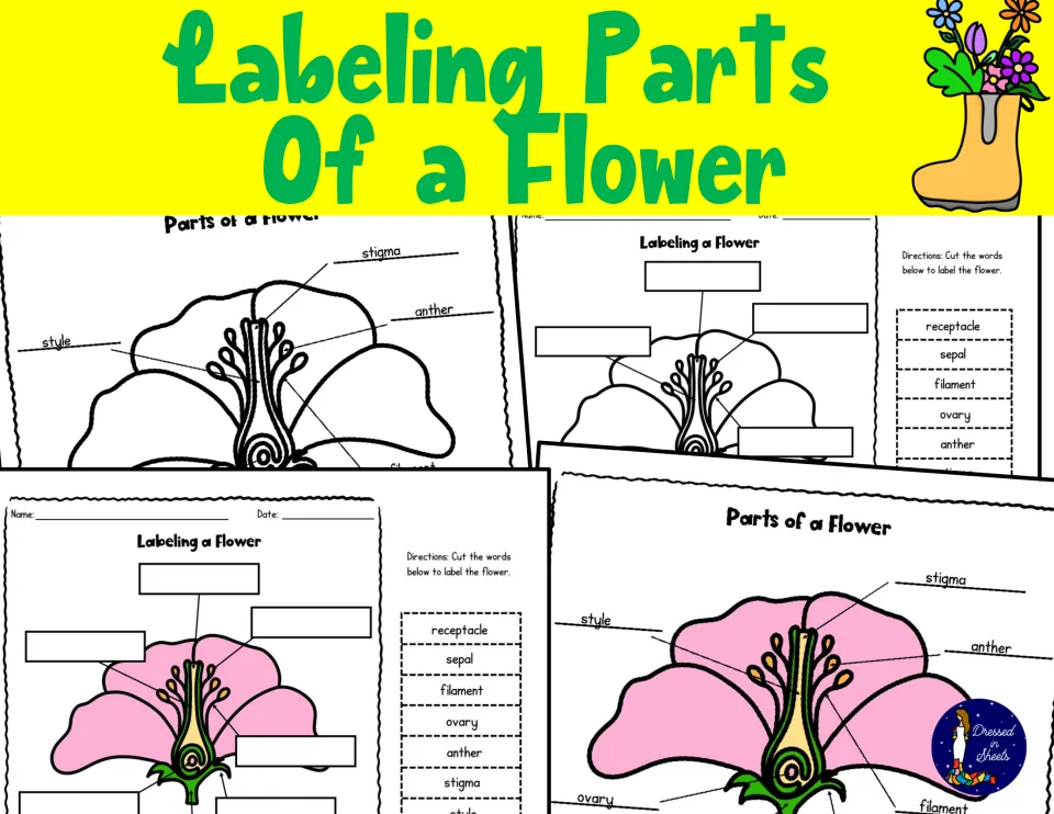 Cover for Labeling Parts of a Flower, showing the black-and-white and color flower diagrams and cut-and-paste label sheets