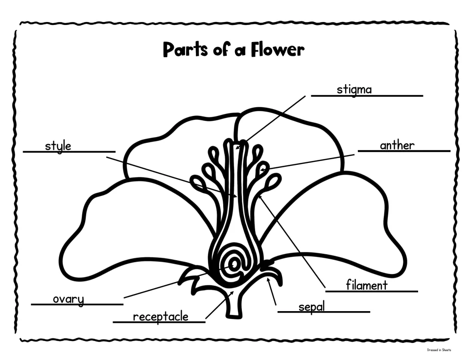 Black-and-white Parts of a Flower diagram labeling stigma, style, anther, filament, ovary, sepal and receptacle