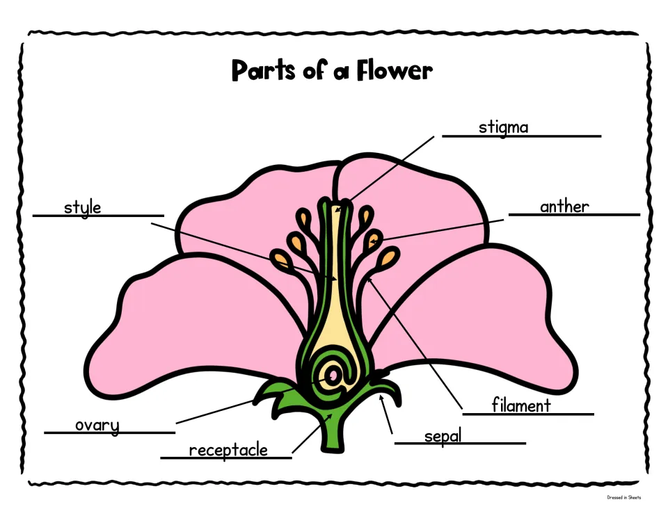 Color Parts of a Flower diagram with a pink flower labeling stigma, style, anther, filament, ovary, sepal and receptacle
