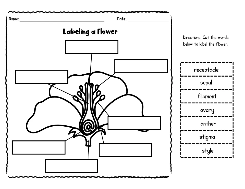 Labeling a Flower cut-and-paste: students cut out seven part names and glue them beside a black-and-white flower