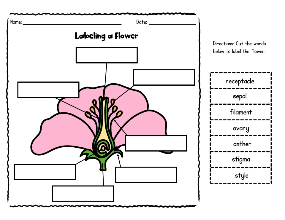 Labeling a Flower in color: students cut out stigma, style, anther and other word cards to label the pink flower diagram