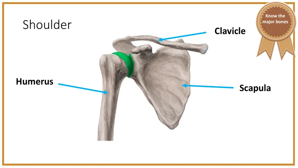 Shoulder anatomy slide identifies the clavicle, humerus, and scapula with arrows on a labeled bone diagram