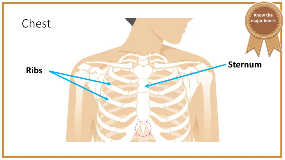 Chest anatomy slide identifies the ribs and sternum with arrows pointing to their locations on a torso diagram