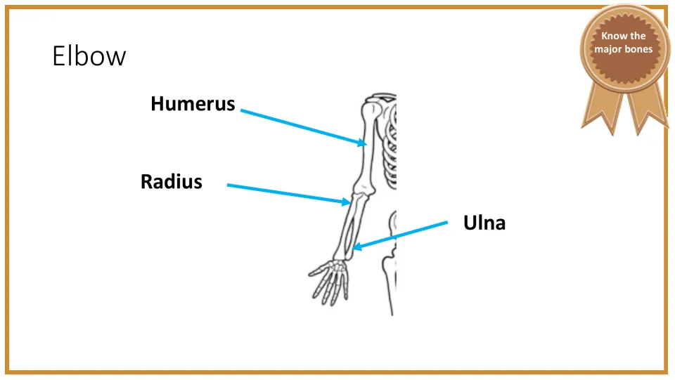 Elbow anatomy slide labels the humerus, radius, and ulna on an arm diagram showing their skeletal locations