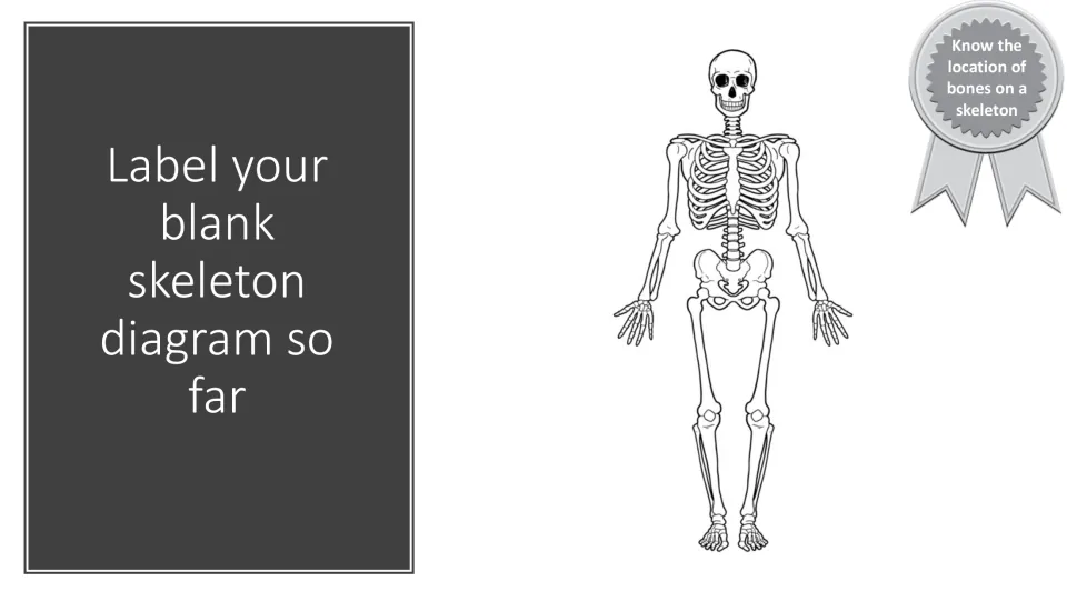 Skeleton labeling checkpoint asks students to label their blank skeleton diagram using the bones covered so far