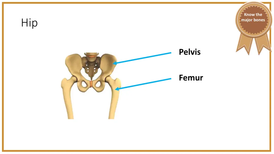Hip anatomy slide identifies the pelvis and femur with arrows on a diagram of the pelvis and upper thigh bones