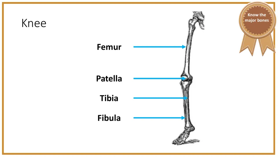 Knee anatomy slide identifies the femur, patella, tibia, and fibula with arrows on a side-view leg diagram