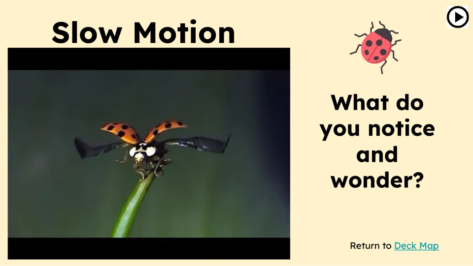 Opening observation slide showing a ladybug taking flight and asking, 'What do you notice and wonder?'