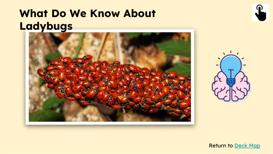Prior-knowledge slide asking what we know about ladybugs, with a photograph of many clustered on a branch