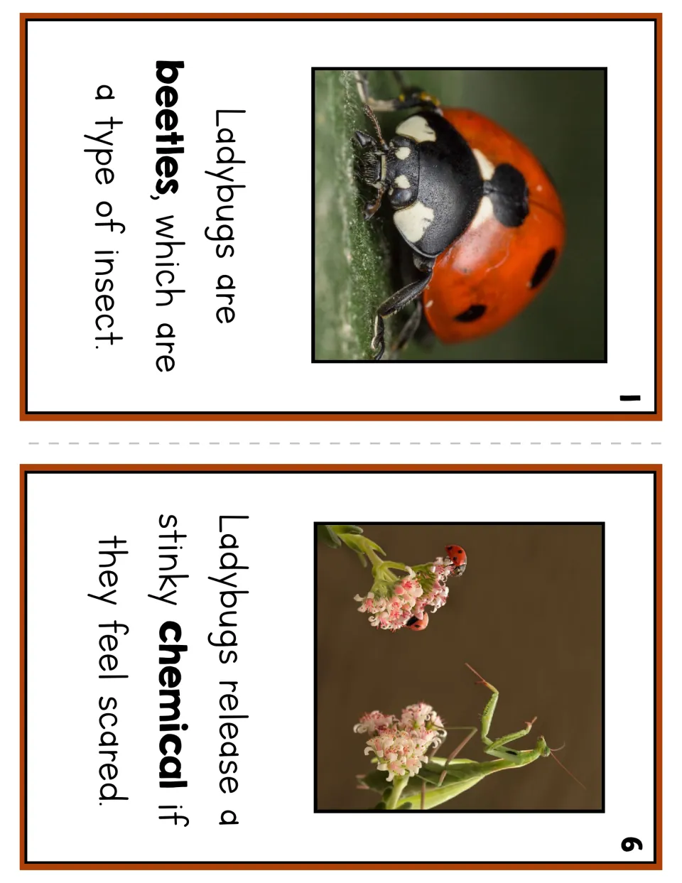 Reader pages 1 and 6 explain that ladybugs are beetles and release a stinky chemical when they feel scared