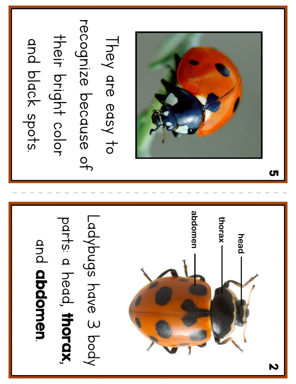 Reader pages 5 and 2 show bright color and black spots, plus a diagram labeling the head, thorax, and abdomen