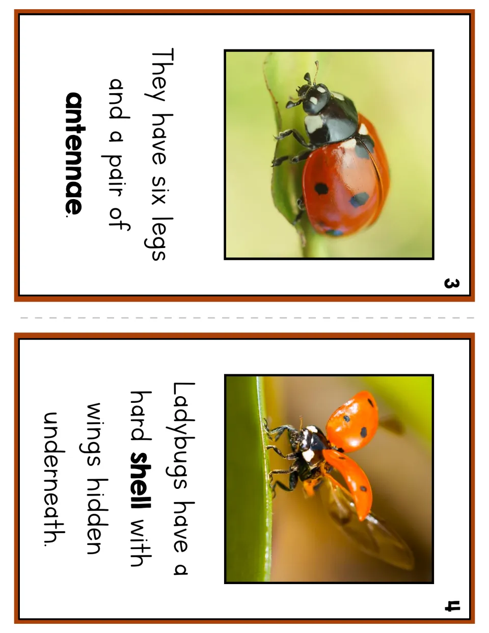 Reader pages 3 and 4 describe six legs, a pair of antennae, and a hard shell with wings hidden underneath