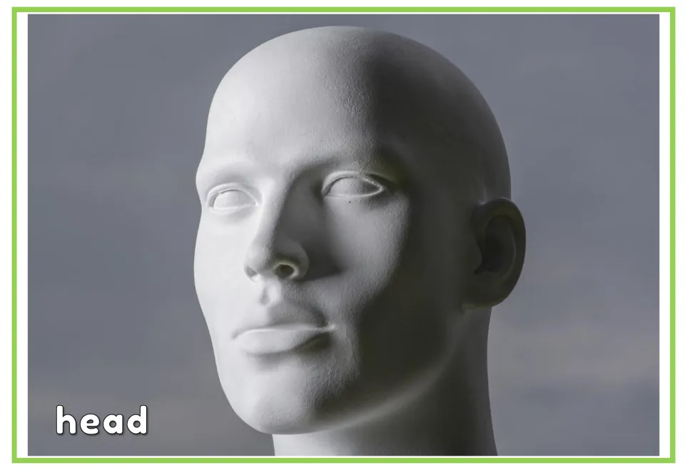 Labeled body vocabulary flashcard showing a sculpted head and the word 'head', matching the picture-only card