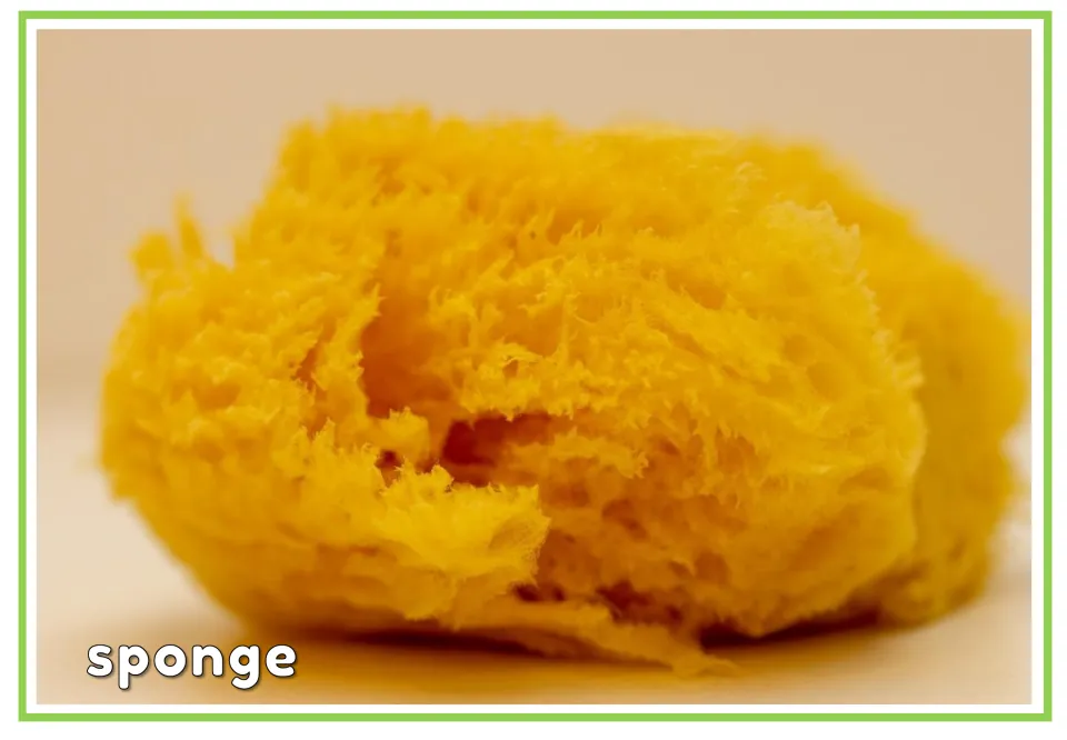 Labeled hygiene vocabulary flashcard showing a yellow sponge with the English vocabulary word 'sponge'