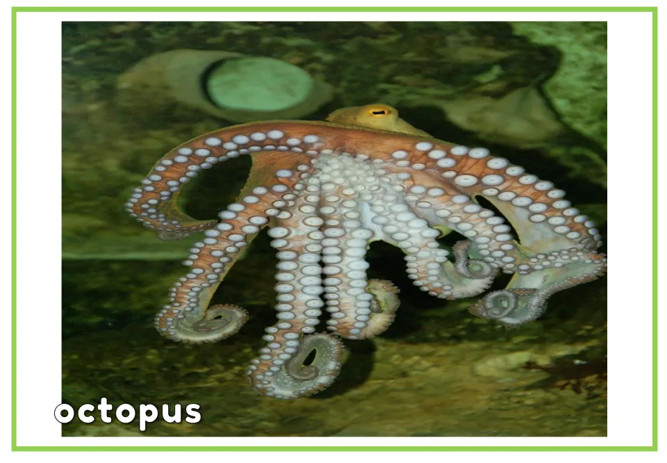 Labeled water animal vocabulary flashcard showing an octopus with curled arms and the word 'octopus'