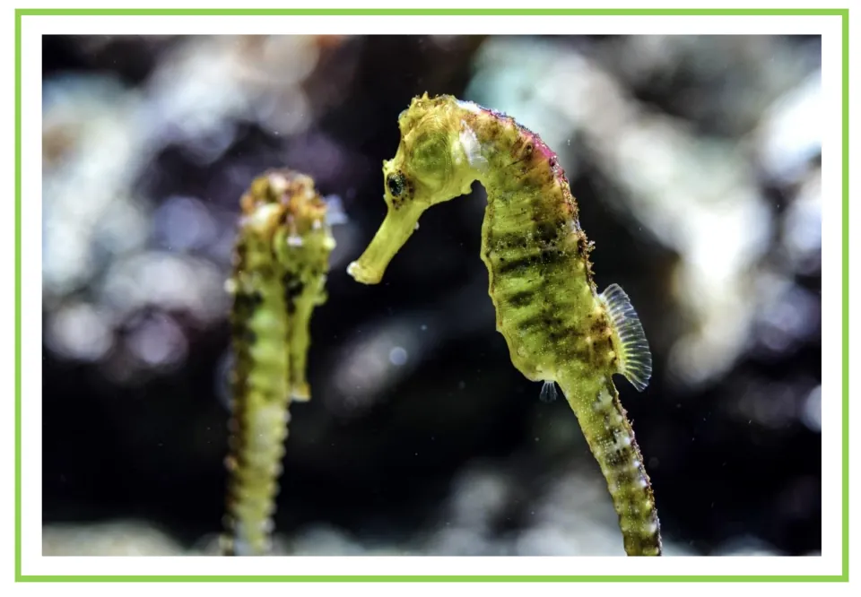 Picture-only water animal vocabulary flashcard showing a seahorse in focus and another seahorse behind it
