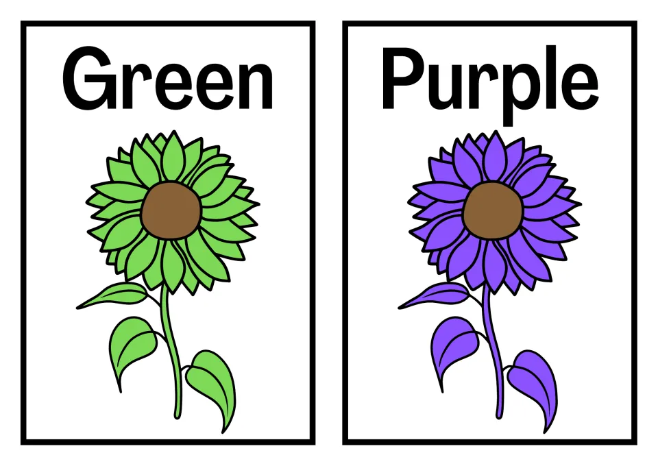 Green and Purple word cards, each above a sunflower filled in that shade, for naming colors and reading simple words