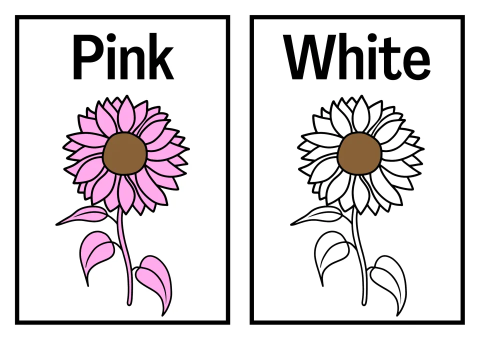 Pink and White posters: a pink sunflower under Pink and an uncolored outline sunflower under White for color naming