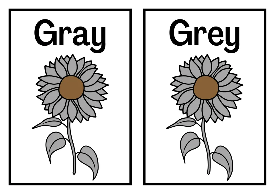 Gray and Grey posters showing both spellings of the same color, each above an identical gray sunflower