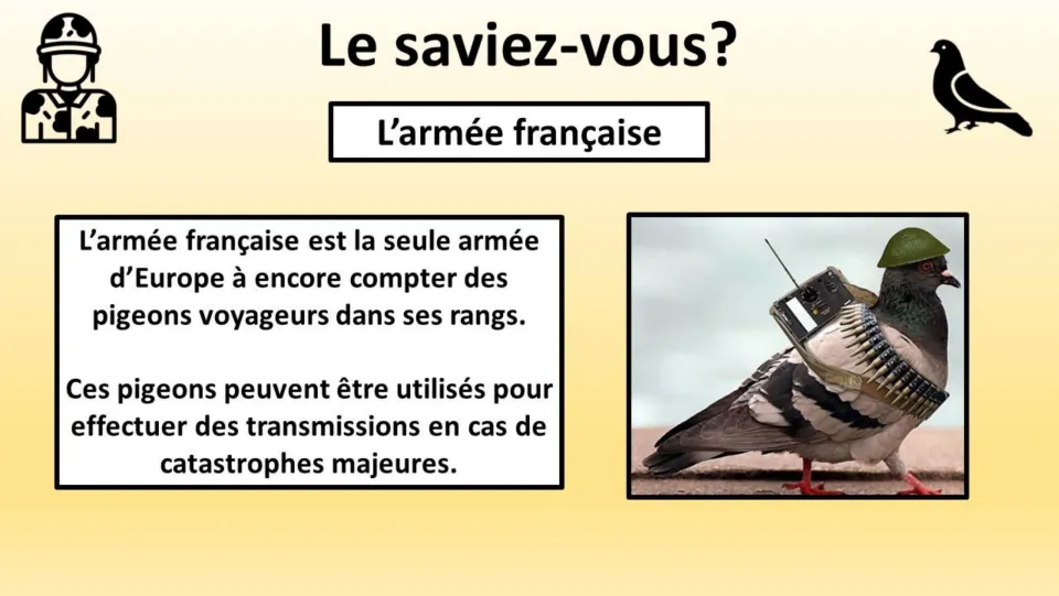 French fact page about carrier pigeons in the French army and their stated use in disaster communications