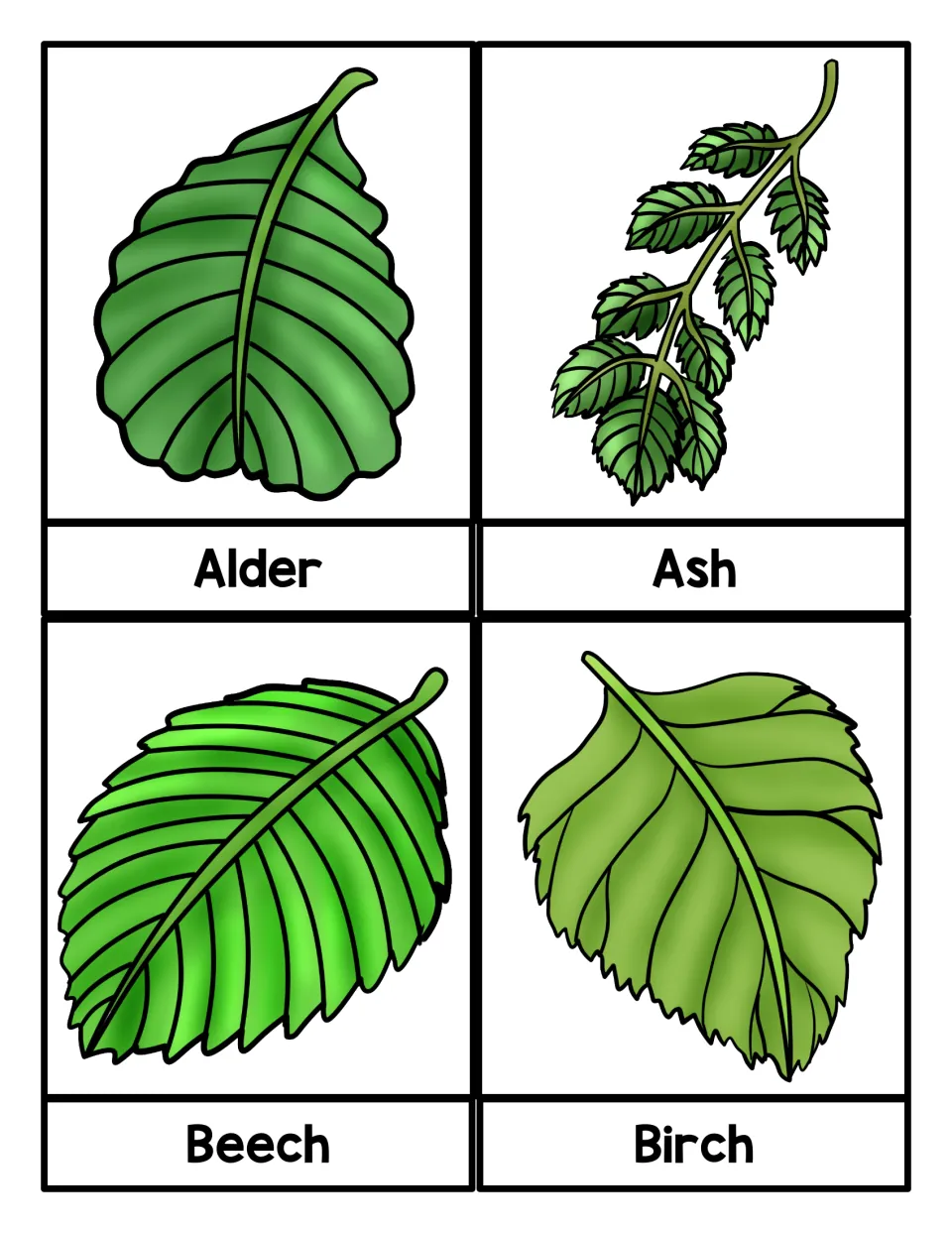 Leaf flashcards: four labeled drawings of Alder, Ash, Beech and Birch leaves for matching each tree name to its leaf