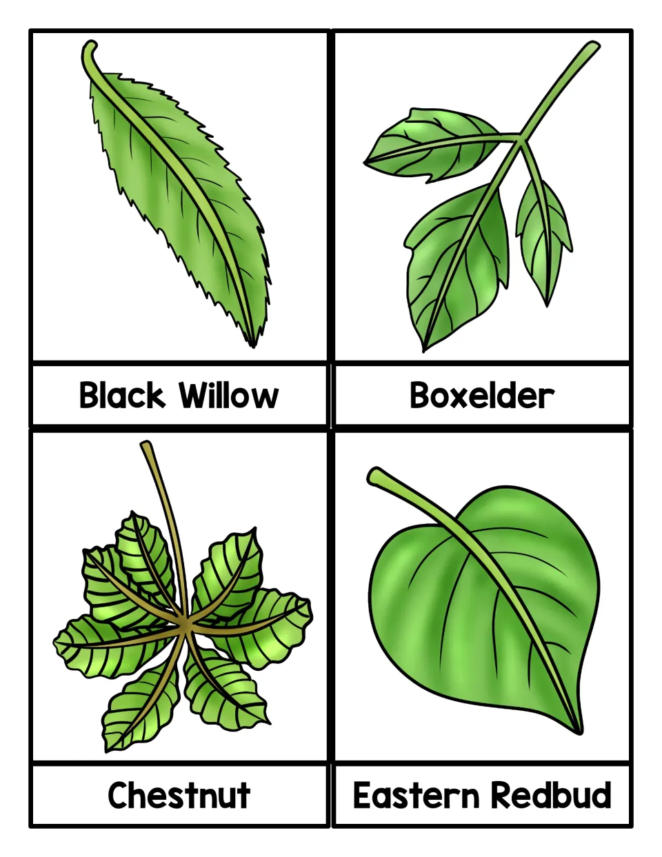 Tree leaf cards naming Black Willow, Boxelder, Chestnut and Eastern Redbud, each a drawn leaf above its tree name