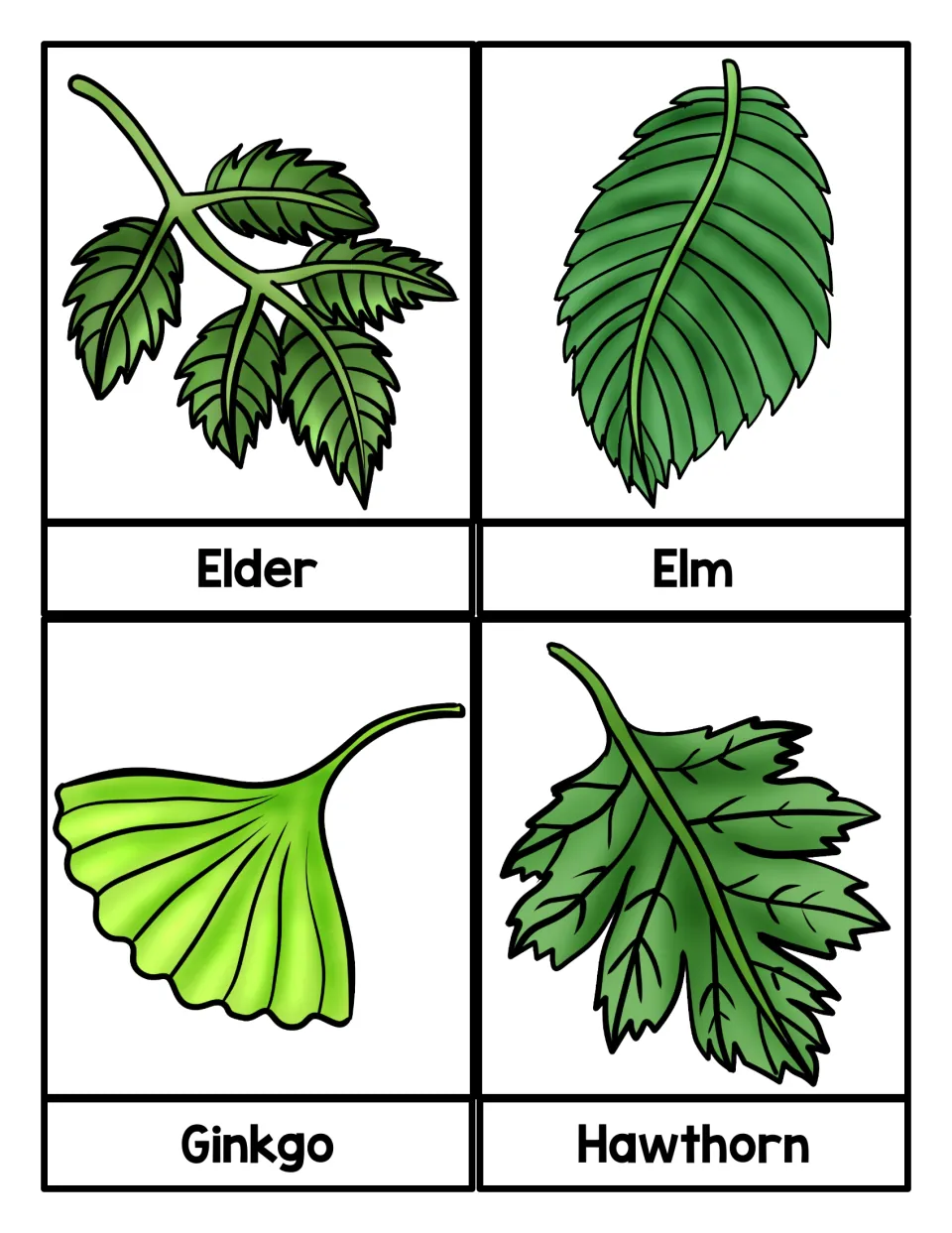 Picture word cards for Elder, Elm, Ginkgo and Hawthorn showing each leaf shape, from fan-shaped ginkgo to toothed elm