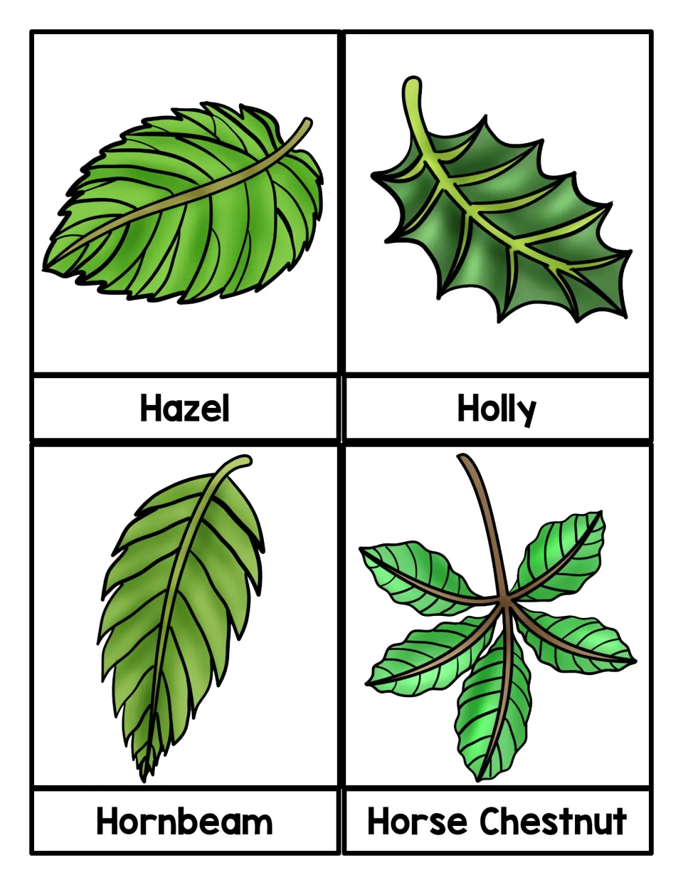 Hazel, Holly, Hornbeam and Horse Chestnut leaf cards: students name each tree from its leaf, such as spiky holly