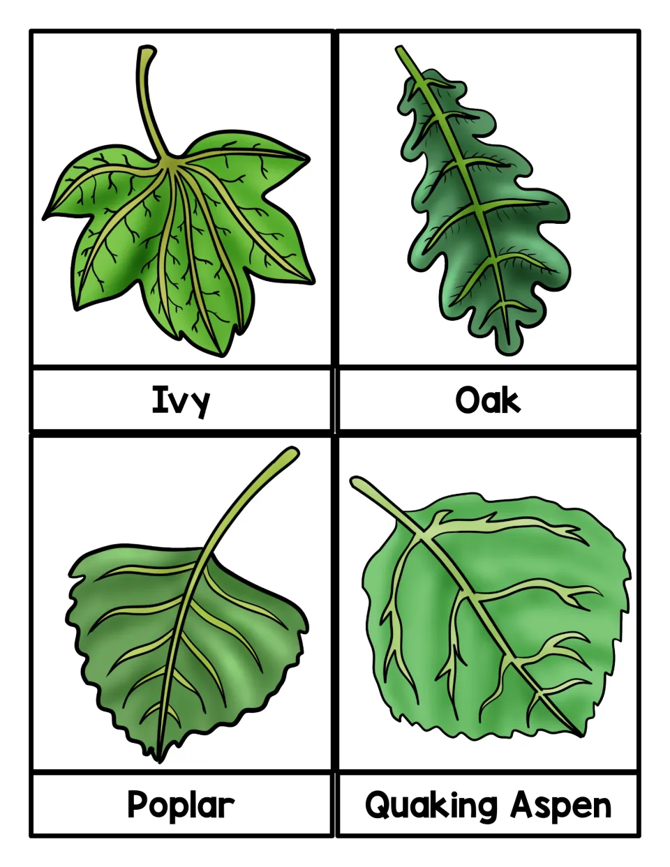 Vocabulary cards for Ivy, Oak, Poplar and Quaking Aspen, pairing a leaf drawing with each tree name, like lobed oak