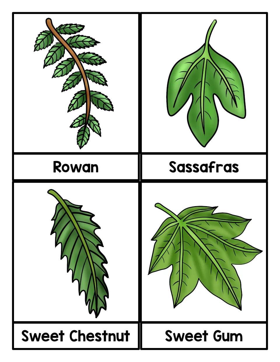 Rowan, Sassafras, Sweet Chestnut and Sweet Gum cards, each with a drawn leaf and its tree name to read and identify